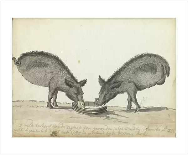 Pigs without hind legs at a trough, 1785. Creator: Jan Brandes