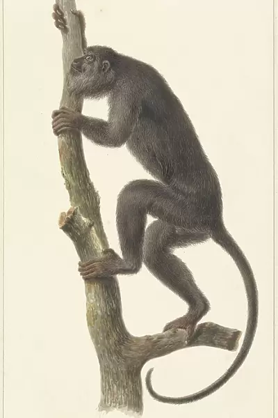 Black howler monkey (Paraguay), 1759-1842. Creator: Pieter Bartholomeusz. Barbiers
