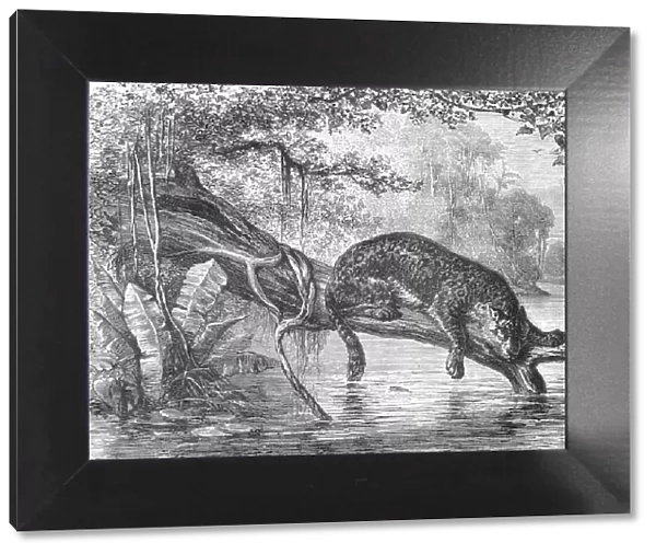 Jaguar fishing on the banks of the Orinoco; A Journey up the Orinoco, 1875. Creator: Unknown