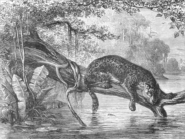 Jaguar fishing on the banks of the Orinoco; A Journey up the Orinoco, 1875. Creator: Unknown