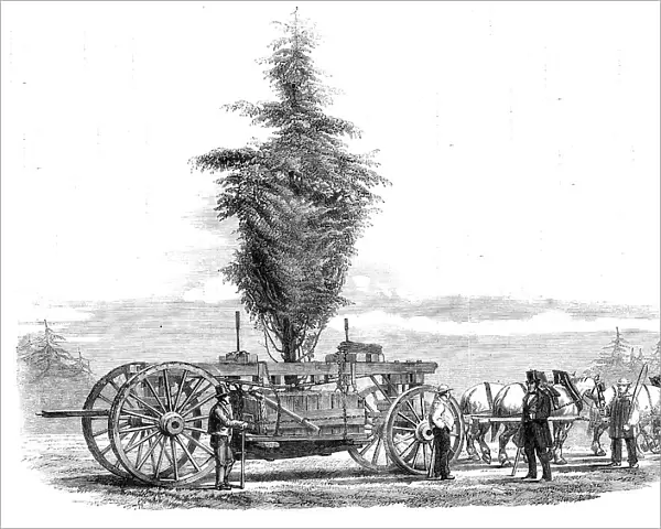 Removal of a large tree from Chiswick to the new gardens of the Horticultural Society at... 1860. Creator: Unknown
