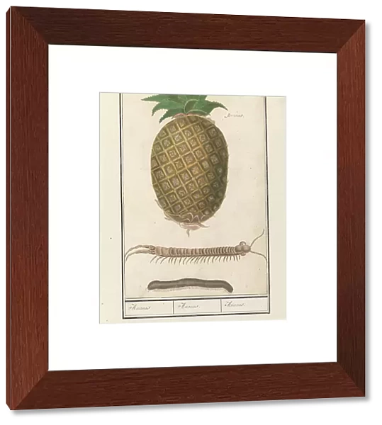 Pineapple (Ananas comosus) with a centipede and a millipede, 1596-1610. Creators: Anselmus de Boodt, Elias Verhulst
