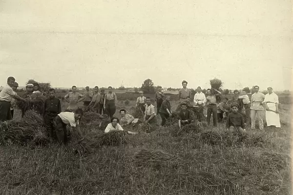 Jewish Pedagogical College and Agricultural School - At field work / Harvest, Minsk, 1922-1923. Creator: Unknown