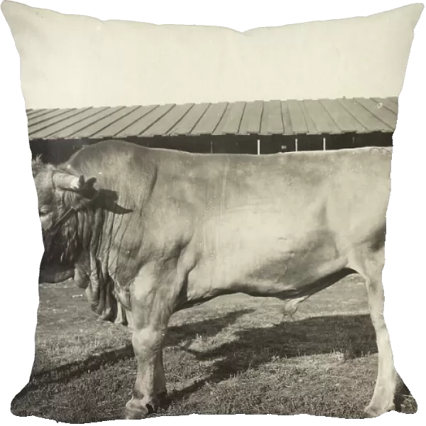 Cattle breeding Podkovyrov, 1911. Creator: A. A. Antonov
