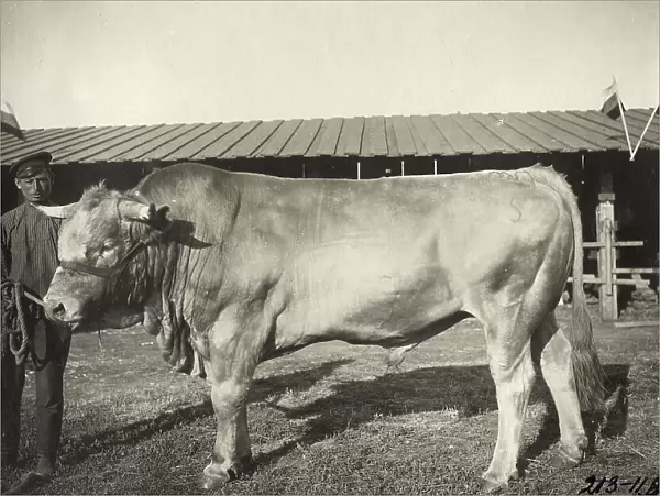 Cattle breeding Podkovyrov, 1911. Creator: A. A. Antonov