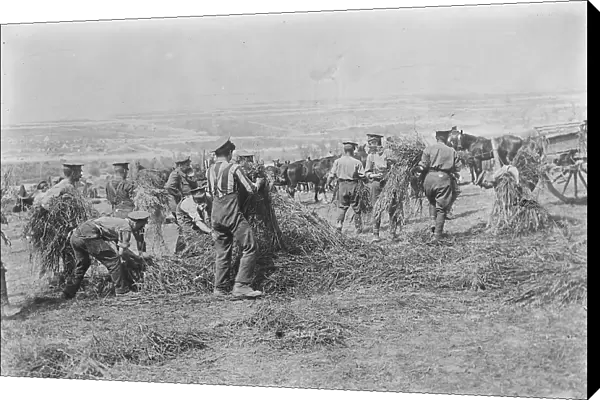 British soldiers feed horses, Apr 1917. Creator: Bain News Service