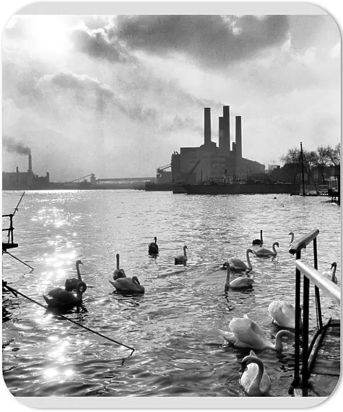 Swans swim on the River Thames, Chelsea flour Mill is pictured i
