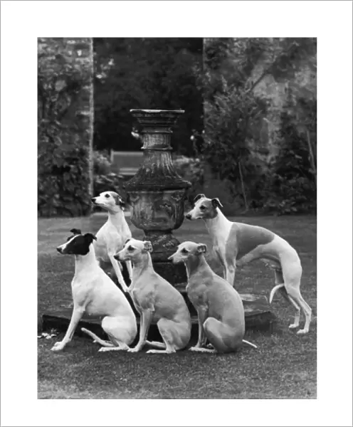 Group of Seagift Whippets