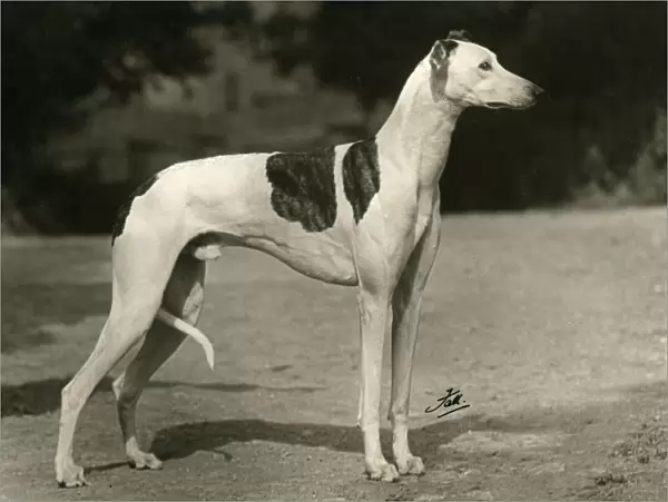 Fall  /  Greyhound  /  1949