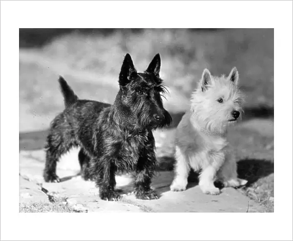 Westie and Scotties Dogs
