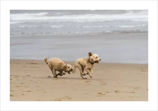 Two Blond Cockapoos Running On A Beach At The Waters Edge; South Shields, Tyne And Wear, England