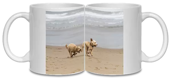 Two Blond Cockapoos Running On A Beach At The Waters Edge; South Shields, Tyne And Wear, England