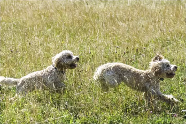 Composite Of A Blond Cockapoo Running Across A Grass Field; South Shields, Tyne And Wear, England