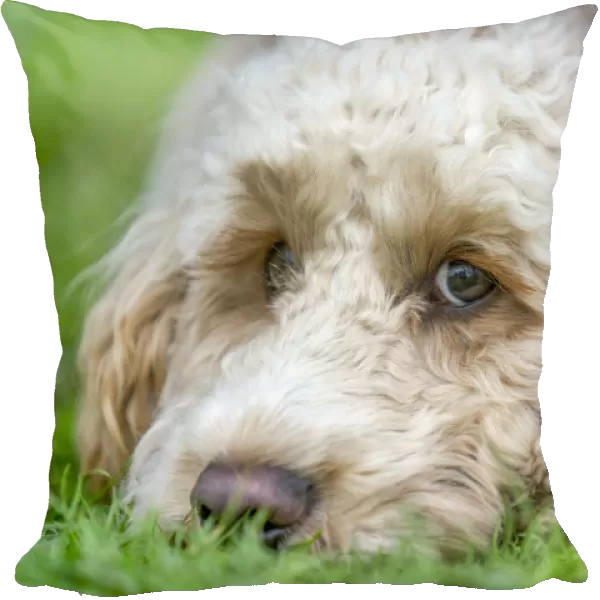 Close-Up Of The Face Of A Blond Cockapoo Resting On The Grass; North Yorkshire, England