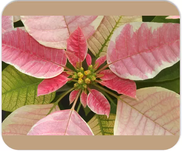 Close-Up Of Pink Poinsettia