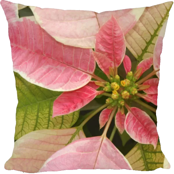 Close-Up Of Pink Poinsettia