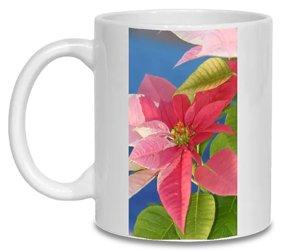 Close-Up Of Pink Poinsettia With Blue Background