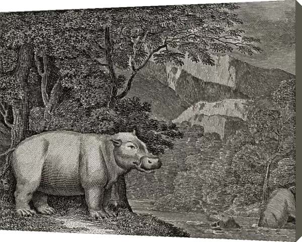 The Hippopotamus Of The Cape Of Good Hope. 18Th Century Print