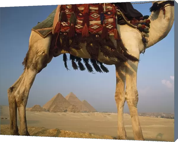 Looking Under Camel To Great Pyramids Of Giza