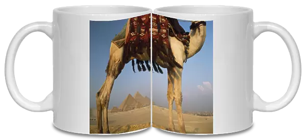 Looking Under Camel To Great Pyramids Of Giza