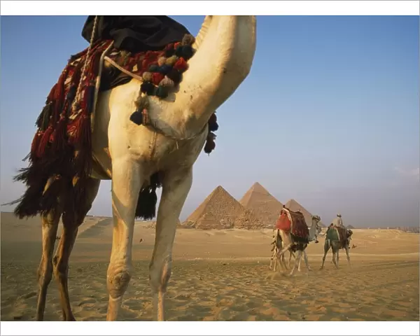 Camels And Great Pyramids Of Giza