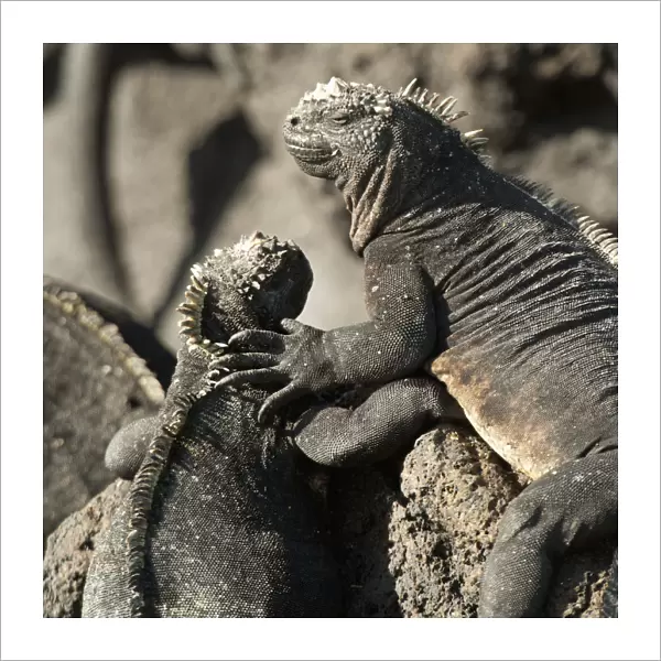 Two Marine Iguanas (Amblyrhynchus Cristatus) Showing Affection; Galapagos, Equador