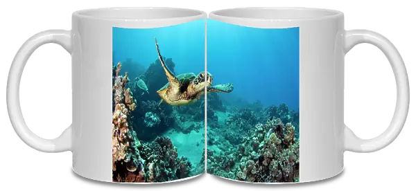 USA, Green Sea Turtle (Chelonia Mydas); Hawaii