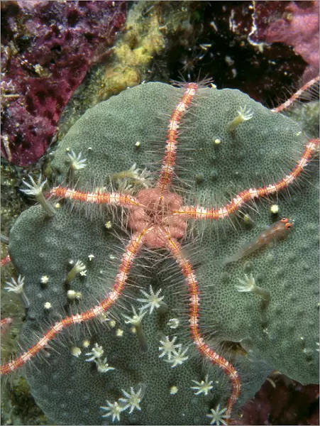 Solomon Islands, Serpent Sea Star On Leather Coral, Close-Up Detail A90E