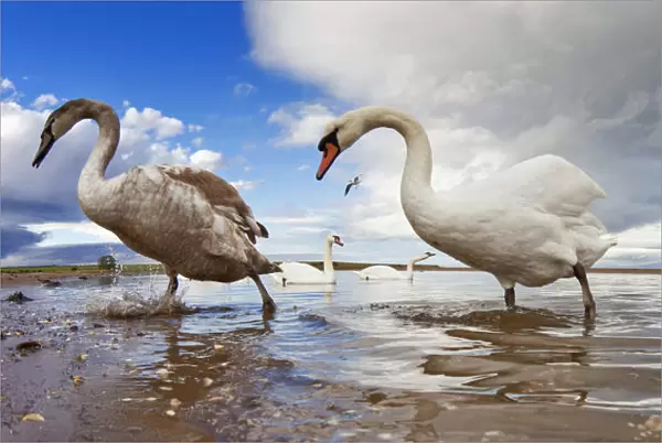 Swans Wading In The Shallow Water; Holy Island, Northumberland, England