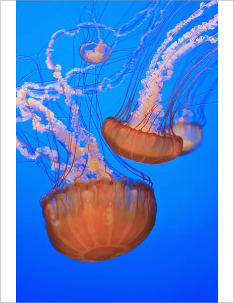 Sea Nettles (Chrysaora Fuscescens) In Monterey Bay Aquarium Display; Monterey, California, United States of America