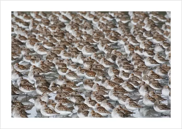 Large Flock Of Western Sandpipers On The Mud Flats Of Hartney Bay During Spring Migration, Copper River Delta, Southcentral Alaska