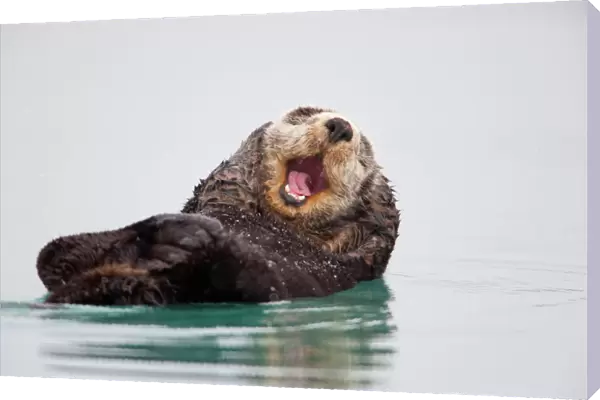 Sea Otter Floating On Back Scratching Head And Yawning, Prince William Sound, Southcentral Alaska, Winter