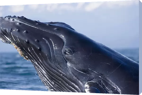 Closeup Of Humpback Whale Breaching In Inside Passage W  /  Fairweather Range Southeast Alaska Summer