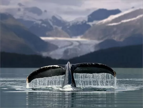 Composite Humpback Whale Shows Fluke With Herbert Glacier And Eagle Beach State Recreation Area In The Background Near Juneau In Southeast Alaska Composite
