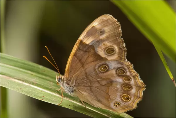A Pearly Eye Butterfly (Enodia) Rests On A Blade Of Grass; Vian, Oklahoma, United States Of America