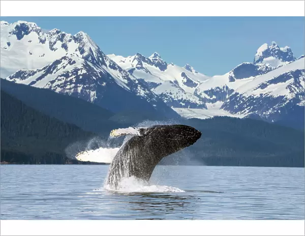 A Humpback Whale Leaps (Breaches) From The Calm Waters Of Lynn Canal In Alaskas Inside Passage, Near Juneau. Herbert Glacier And Snowcapped Mountains Of Coastal Range Beyond, Tongass National Forest
