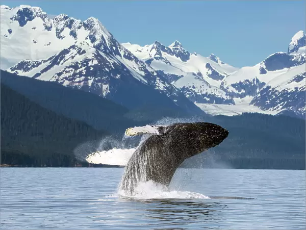 A Humpback Whale Leaps (Breaches) From The Calm Waters Of Lynn Canal In Alaskas Inside Passage, Near Juneau. Herbert Glacier And Snowcapped Mountains Of Coastal Range Beyond, Tongass National Forest