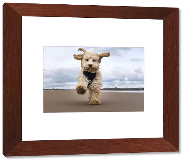 A Cockapoo Running Towards The Camera On A Beach; South Shields, Tyne And Wear, England