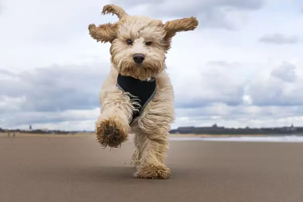 A Cockapoo Running Towards The Camera On A Beach; South Shields, Tyne And Wear, England