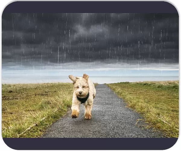 A Cockapoo Running Up A Path With Ominous Storm Clouds And Rainfall In The Background; South Shields, Tyne And Wear, England