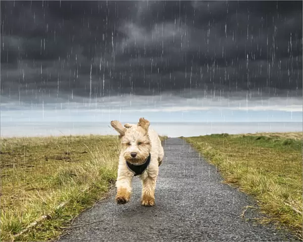 A Cockapoo Running Up A Path With Ominous Storm Clouds And Rainfall In The Background; South Shields, Tyne And Wear, England