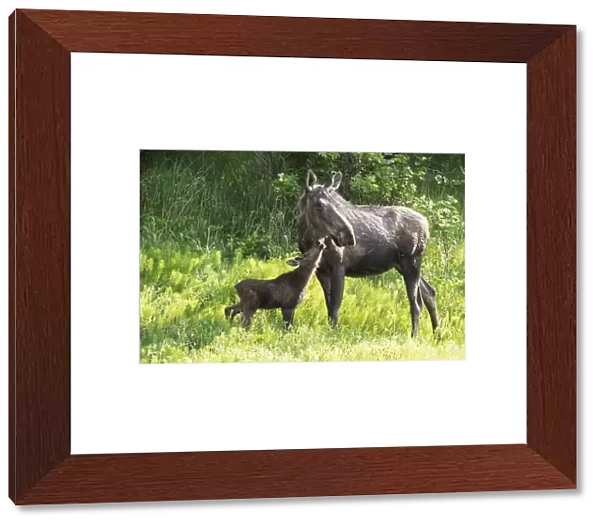 Cow And Calf Moose On A Summer Day, Alaska