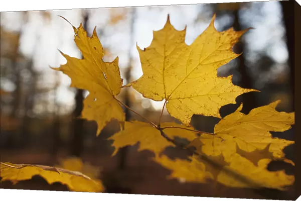 Golden Coloured Maple Leaves In Autumn; Brampton, Ontario, Canada