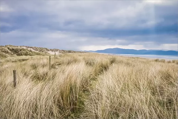 The Sand Dunes Along Inch Beach In The Dingle Peninsula; County Kerry, Ireland