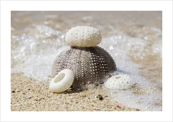 Urchin Shells On A Beach; St. Croix, Virgin Islands, United States Of America