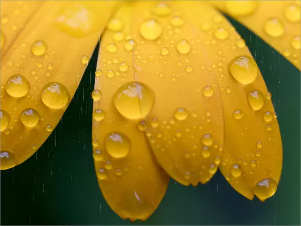 Close Up Of Water Droplets On Yellow Flower Petals; South Shields, Tyne And Wear, England