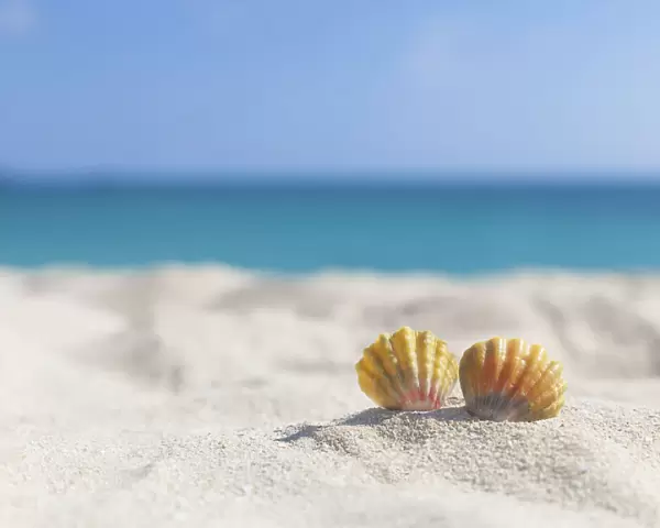 A Set Of Two Rare Rainbow Color Hawaiian Sunrise Scallop Seashells, Also Known As Pecten Langfordi, In The Sand At The Beach; Honolulu, Oahu Hawaii, United States Of America