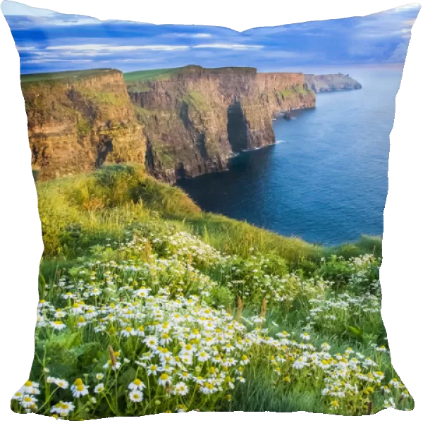 Cliffs Of Moher, Co Clare, Ireland; Summer Daisies Growing In Abundance On The Cliff Top