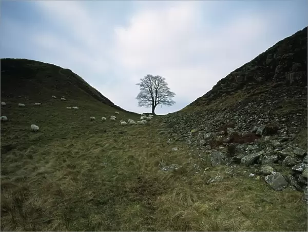 Solitary Tree In Sycamore Gap On Hadrians Wall