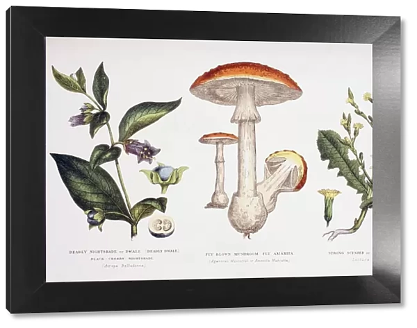 Common Poisonous Plants. Left To Right: Deadly Nightshade (Atropa Belladonna); Fly Blown Mushroom Or Fly Amanita (Agaricus Muscarius Or Amanita Muscaria); Strong Scented Or Poisonous Lettuce (Lactuca Virosa). From The Household Physician, Published Circa 1890